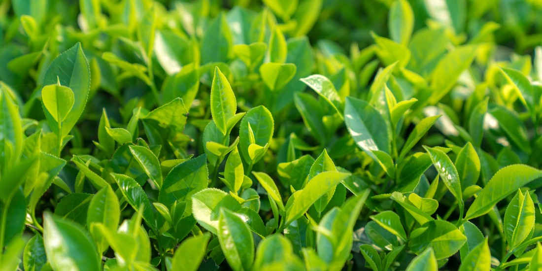 young tea leaves for matcha (tencha) close-up