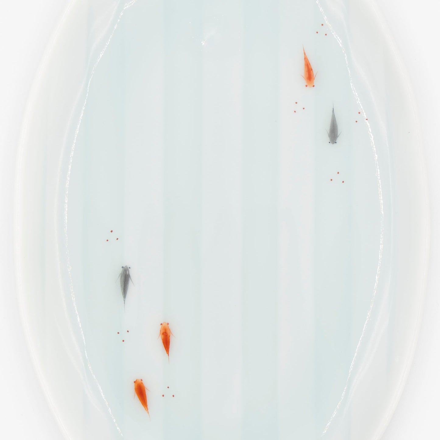 Kosengama - Killifish Celadon Plate